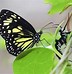 Image result for Bug's Life Butterfly