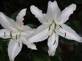 Image result for White Stargazer Lilies