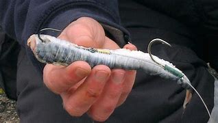 Image result for Frozen Mackerel Bait