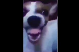 Image result for Dog Waiting Laugh Meme