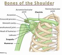 Image result for Shoulder Talons