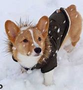 Image result for Corgi in Clothes