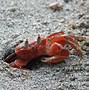 Image result for Blue Crab in Container