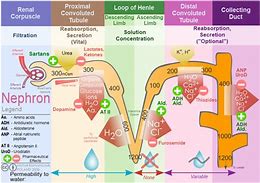 Image result for Diuretics Mechanism