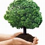 Image result for Green Tree C