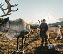 Image result for Caribou Reindeer Herds