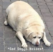 Image result for Sad Fat Dogh