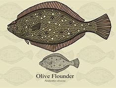 Image result for Flounder Aquarium