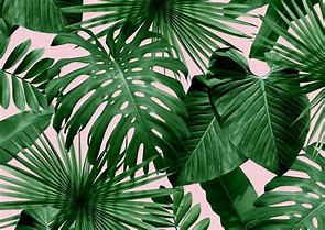 Image result for Leaf Wallpaper