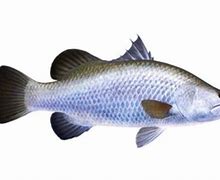 Image result for Ikan Kakap Kalimantan Barat