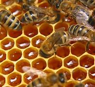 Image result for Honey Beekeeping