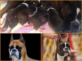 Image result for AKC Boxer Puppies