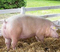 Image result for Large White Swine