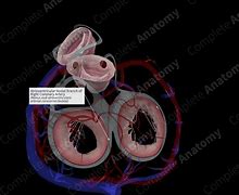 Image result for Atrioventricular Nodal Artery