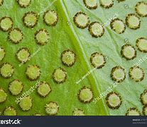 Image result for Underside of a Fern