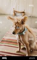 Image result for Agressive Dog Mohawk