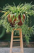 Image result for Do Spider Plants Flower