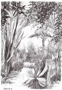 Image result for Jungle Bird Drawing