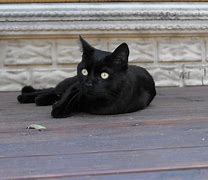 Image result for Pablo Scaredy Cat