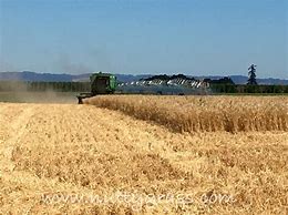 Image result for Wheat Harvest