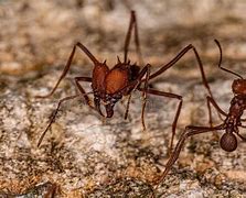 Image result for Atta Ant and Fungi