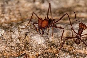 Image result for Atta Ant Species