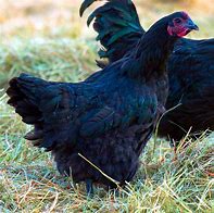 Image result for Blue Australorp Pullets 10 Weeks