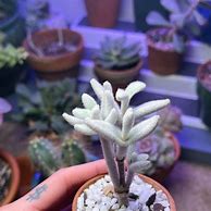 Image result for Kalanchoe Little Dragon