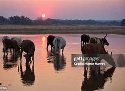 Image result for Nguni Cattle On Beach