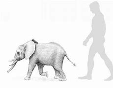 Image result for Sicilian Dwarf Elephant