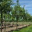 Image result for Crataegus Persimilis