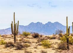 Image result for Hot Desert Plants South Africa