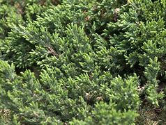 Image result for Evergreen Groundcovers Perennials