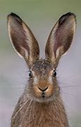 Image result for Hare Ears