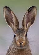 Image result for Hare White Background Long Ears