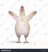 Image result for Neurologic Chickens