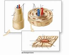 Image result for Layers of Bone Cells Simple