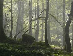 Image result for Hyrcanian Forests