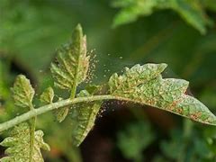 Image result for Kill Plant Mites