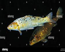 Image result for Cyprinus Carpio Koi