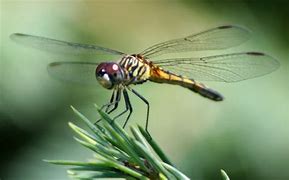 Image result for Dragonfly Fly