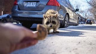 Image result for Raccoon Dangerous