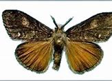 Image result for Douglas Fir Tussock Moth