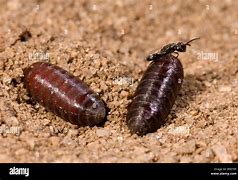 Image result for House Fly Pupa