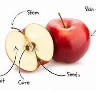 Image result for Citrus Plant Stem