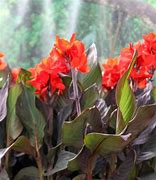 Image result for Red Leaf Canna Lily