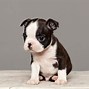 Image result for Cutest Dogs