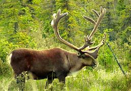 Image result for Caribou Reindeer Tim Plowden