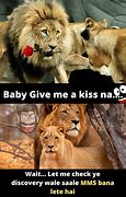 Image result for Cute Lion Memes