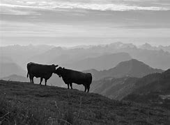 Image result for Cows Kissing